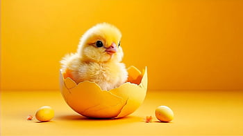 ai Generated, nature Background, chicken, beautiful Wallpaper, hd Wallpaper, chick, ranch, farm, field, free Background, yellow