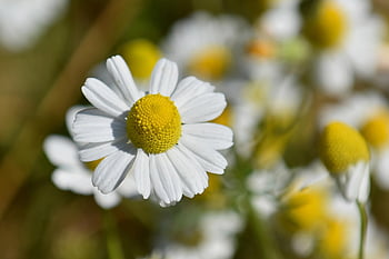 flower, chamomille, beautiful Flowers, petals, plant, flower Wallpaper, daisy, flower Background, spring, bloom, blossom