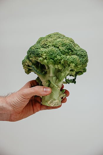 mano che tiene i broccoli, Broccoli Freschi, broccoli verdi vivaci, Broccoli ravvicinati, sfondo bianco, verdura verde, cibo salutare, prodotti freschi, broccoli in primo piano, broccoli in mano, foto di broccoli