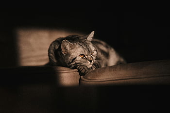 chat, allongé, canapé, éclairage chaleureux, atmosphère confortable, chat au repos, moment serein, chat d'intérieur, photographie d'animaux, décoration de maison, confort