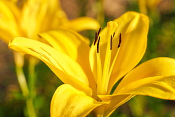 lily, summer, rubber Stamp, blossom, bloom, yellow, nature, lilies, bulb Plant