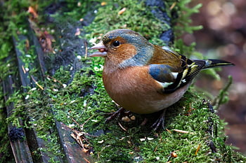 common Chaffinch, bird, animal, fringilla Coelebs, songbird, beak, feathers, plumage, avian, wildlife, nature