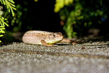 jaszczurka zwinka, jaszczurka, gad, Natura, ścieśniać, fotografia zwierząt, kreatura, dzikiej przyrody