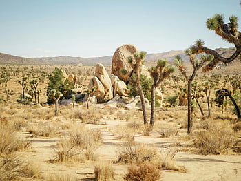 park narodowy Joshua Tree, fotografia krajobrazowa, Unikalne formacje skalne, Malownicze widoki, pustynna sceneria, drzewa Jozuego, naturalne piękno, eksploracja zewnętrzna, pustynia w Kalifornii, sceniczny krajobraz, Przygoda w parku narodowym