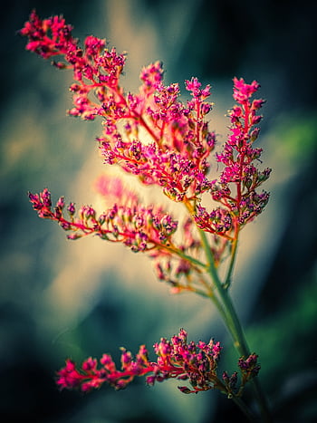 flower, beautiful Flowers, botany, astilbe, prachtspiere, flower Wallpaper, blossom, bloom, plant, nature, false Spirea
