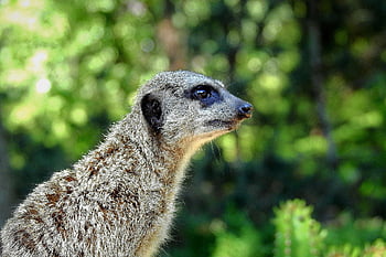 meerkat, djur-, däggdjur, söt, frågvis, natur, porträtt