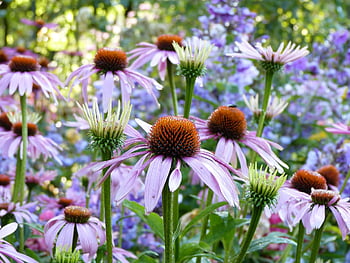 coneflowers, flower, plants, echinacea, bud, blossom, bloom, flora, beauty, flower Bed, ornamental Plant