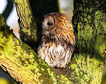 tawny owl, sova, pták, strom, zvíře, dravý pták, raptor, dravec, masožravec, volně žijících živočichů, noční