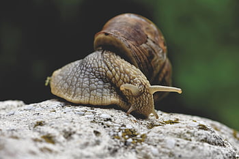 hlemýžď, shell, měkkýš, senzor, sliz, plazit se, zpomalit, kryt, zvíře, Příroda