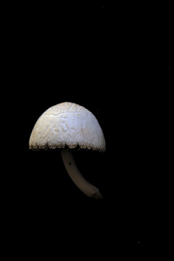 mushroom, fungi, fungus, decompose, decomposition, contrast
