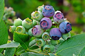afin, american, fruct, natură, a închide, grădină, tufiș, natural, ecologic, alimente, vitamine
