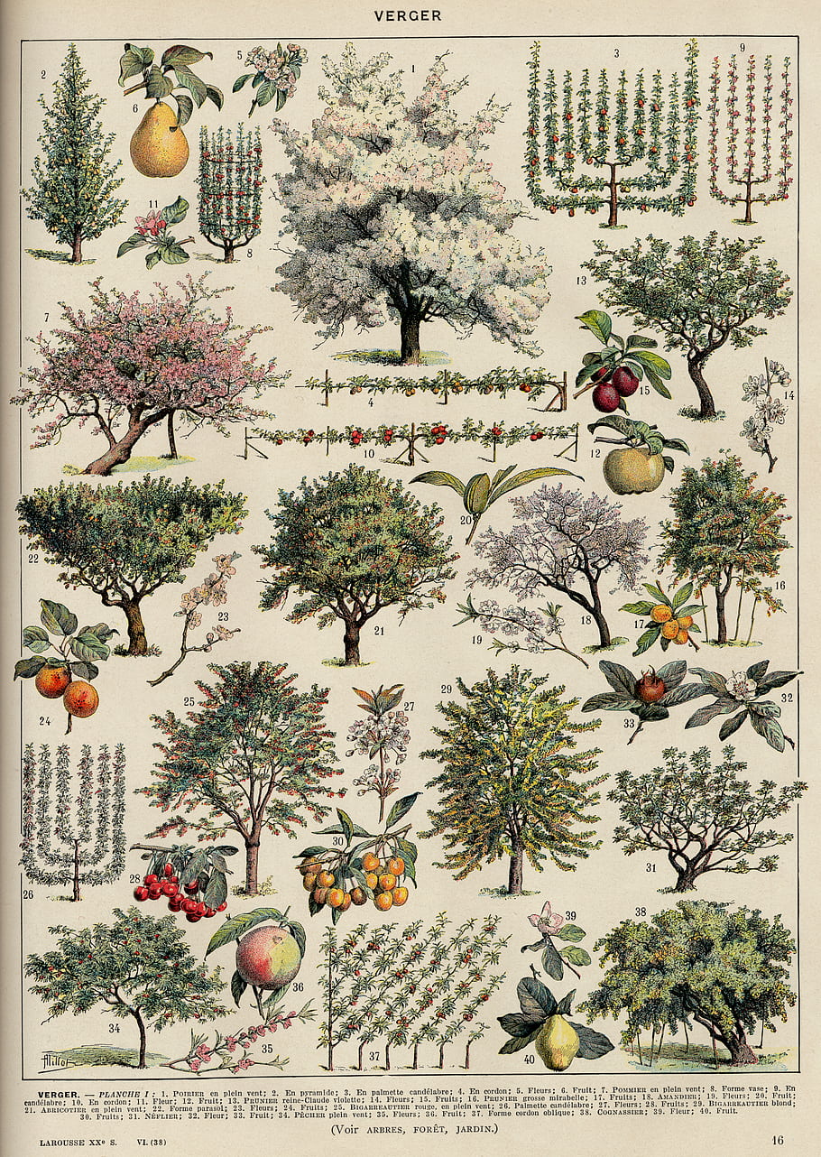 orchard, fruit trees, pear, apple, cherry, illustration, botanical, garden, diagram, variety, plants