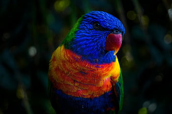 lorichetto arcobaleno, parrocchetto blu, parrocchetto rosso, uccello colorato, uccello ravvicinato, ambiente lussureggiante, sfondo verde, piume vibranti, uccello esotico, fotografia naturalistica
