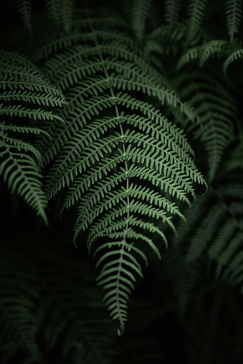 fern leaves, close-up shot, lush green, intricate foliage, detailed close-up, foliage patterns, green fern, leaf detail, nature photography, plant texture, botanical close-up