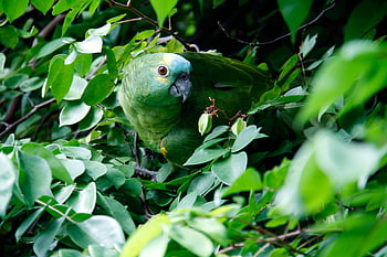 green parrot, lush jungle leaves, nature's camouflage, green leaf plant, jungle foliage, bird camouflage, parrot in nature, green parakeet, tropical bird, wildlife photography, natural habitat