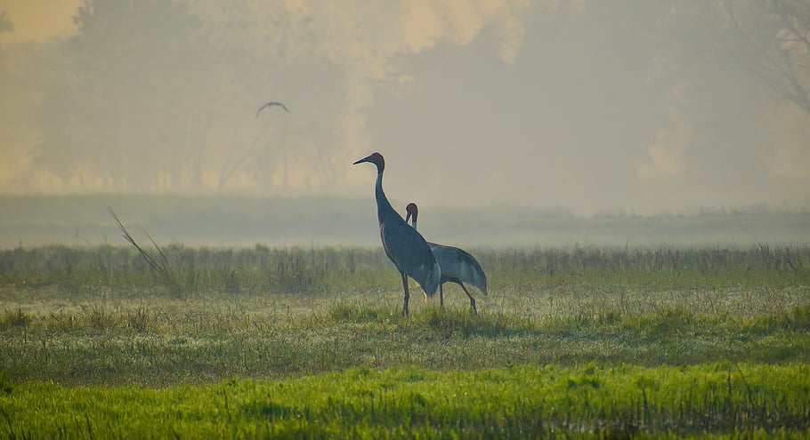 pták, Sarus Crane, jeřáb, louka, zvíře, volně žijících živočichů, divočina, pole, tráva, Příroda, fauna