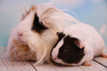 guinea Pig, rodent, domestic Animal, animal, cute, smooth Hair, nature, small Animals, fur, cub, wildlife