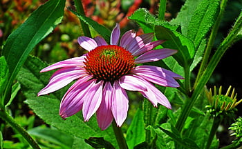 echinacea, μοβ coneflower, λουλούδι, κήπος, φύση, ανθισμένο λουλούδι, ροζ λουλούδι