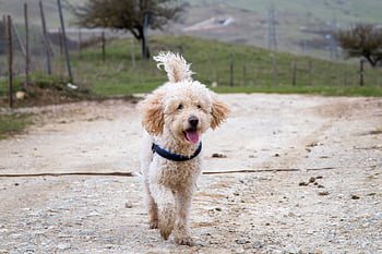 goldendoodle, σκύλος, τρέξιμο, κουτάβι, κατοικίδιο ζώο, νέος, ζώο, νεαρό σκυλί, ράτσα, κατοικίδιο σκύλο, κυνικός