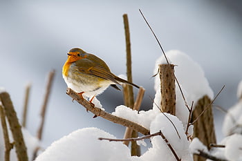 ロビン、 鳥、 羽毛、 くちばし、 雪、 動物、 自然、 野生動物、 鳴き鳥、 鳥類学、 バードウォッチング