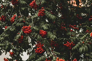 red berry tree, vibrant red berries, lush green leaves, autumn foliage, close-up nature, seasonal beauty, berry plant, autumn colors, natural scenery, berry cluster, greenery backdrop