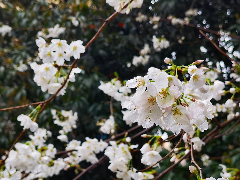 sakura, flowers, cherry Blossoms, white Petals, flower Background, petals, beautiful Flowers, flower Wallpaper, bloom, blossom, flora