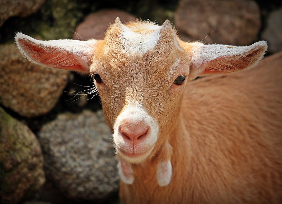 goat, adorable, cute, little, kid, mammal, free images, photography, garden