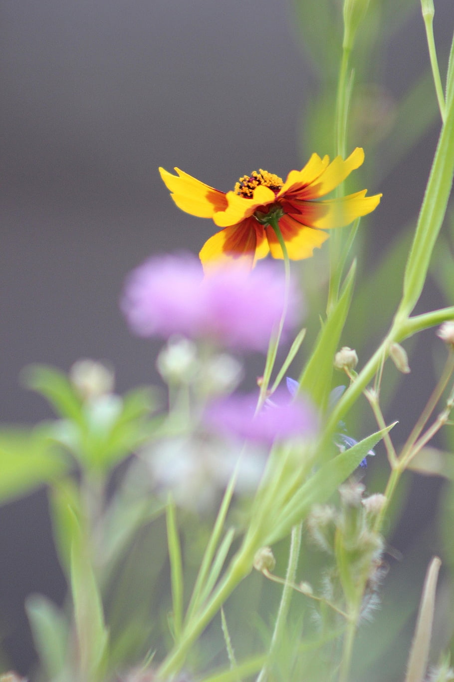 pláně coreopsis, květ, rostlina, coreopsis, okvětní lístky, tráva, louka, Příroda, detailní