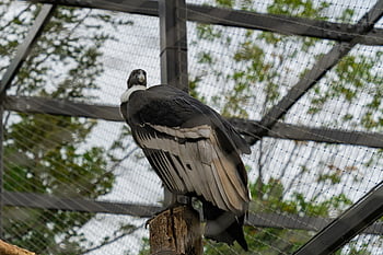 condor, condor andino, avvoltoio, uccello, natura, animale, zoo, Seul Grand Park, Gwacheon, Corea del Sud, in via di estinzione