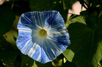 morning Glory, flower, plant, ipomoea, light Blue Flower, bloom, petals, climber, garden, nature, horticulture