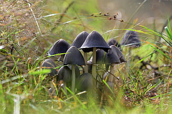 houby, mykologie, Příroda, lesní podlaha, makro