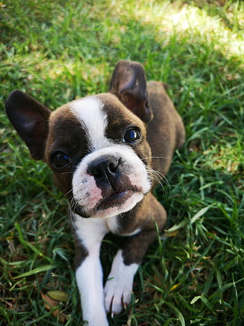 Boston Terrier marrone e bianco, cucciolo, seduta, erba, carina, fascino, all'aperto, animale domestico, cane, giovane, animale