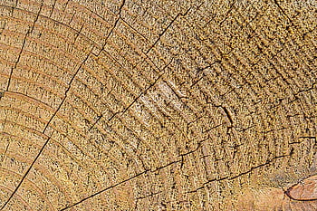 texture, stump, structure, tree, log, pattern, background