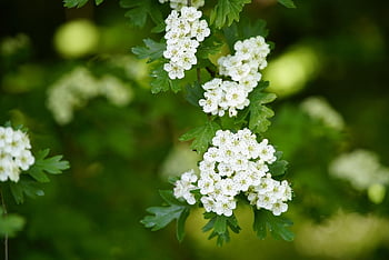 crataegus, hawthorn, forest, may, spring, flowers, white, rosaceae, sunlight