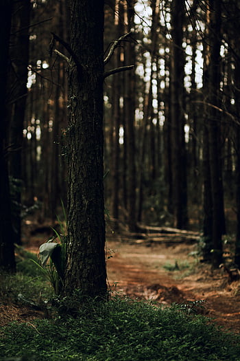 trees in forest, tranquil forest scene, tall tree trunks, rustic path, Panambi Brazil, forest path, natural scenery, tree bark, forest floor, greenery, woodland environment