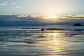 Australien, strand, Queensland, natur, kænguru, dyr, brisbane, klima