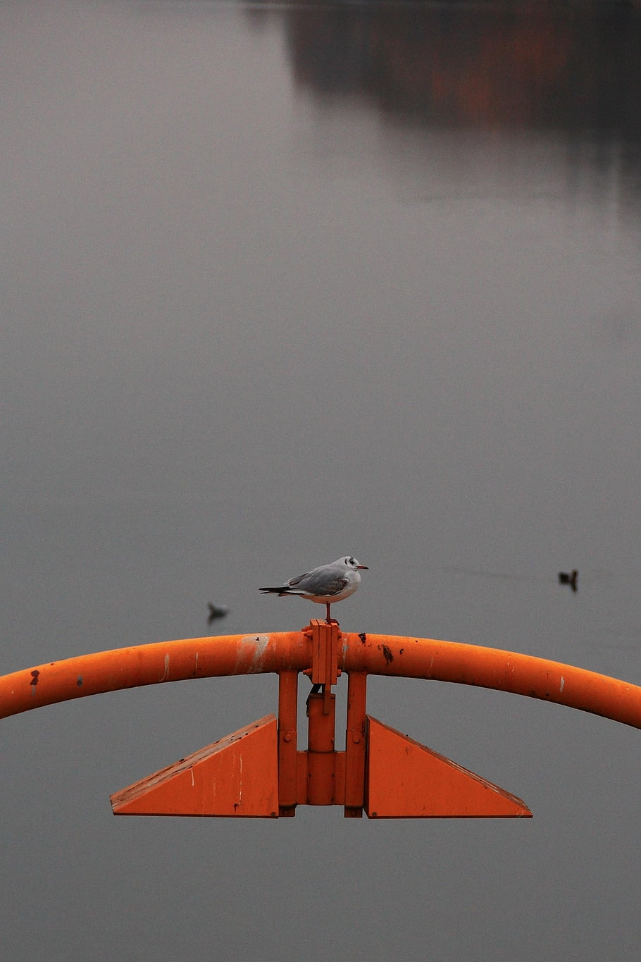 bird, nature, animal, flow, danube, vienna