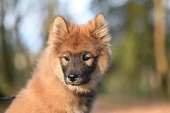 Pes, domácí zvíře, štěně, eurasier, psí, savec, rozkošný, společník, zvíře, Příroda, portrét