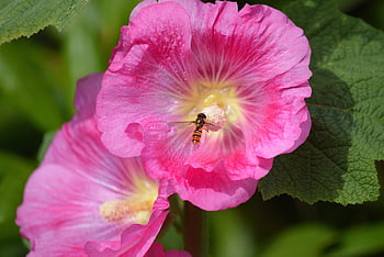 mallow, flower, hover, insect, wasp, garden Hollyhock, blooms, nature, garden, summer Flower, plant
