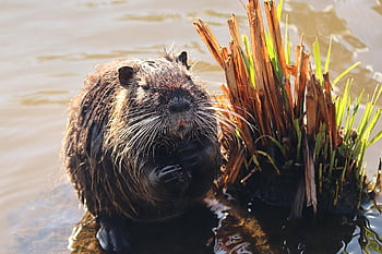 nutria, rodent, animal, coypu, beaver Rat, myocastor Coypus, semiaquatic Rodent, fur, wet, water, squat