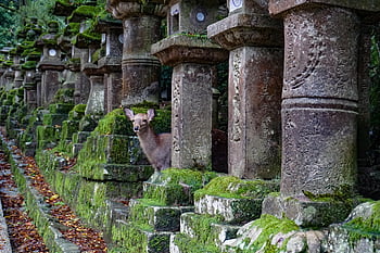 japan, nara, deer, travel, temple, nature, architecture, landmark, asia, japanese, animal