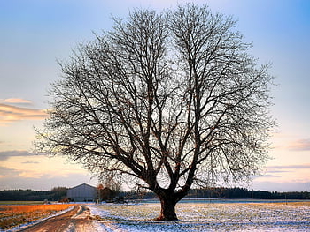 tree, field, branches, dirt Road, snow, clouds, horizon, bavaria, germany, nature, cold