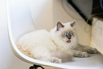 Ragdoll cat, blue eyes, fluffy fur, sticking tongue out, lounging, modern chair, white chair, adorable cat, pet photography, indoor cat, cute cat