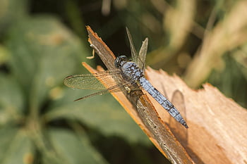 orthetrum brunneum, jižní skimmer, tráva, hmyz, volně žijících živočichů, malý, rostlina, létat, makro, modrý, Příroda