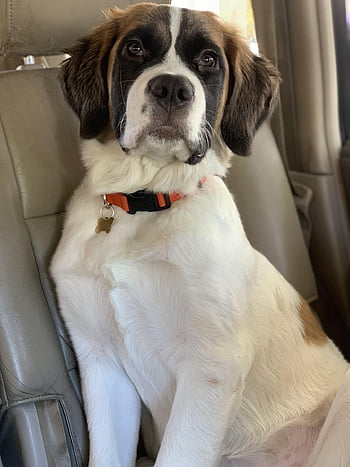 puppy, st, bernard, saint Bernard, pets, dog, portrait, riding In Car, young, happy, snout