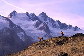 hora, kamzík, Alpy, Itálie, Valle d'aosta, gran paradiso, národní park, ledovce, nadmořská výška, Příroda, trekking