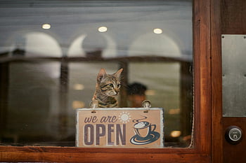 tabby yavru kedi, kafe penceresi, açık oturum, Şirin kedi, işaretin arkasında, kafe iç, pencere yansıması, Tekir kedi, göz atma, Biz açıkız, kafe işareti