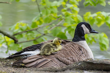 wildlife, canada Goose, feathered Animal, plumage, fluff, waters, pond, brut, nature, outdoors, offspring