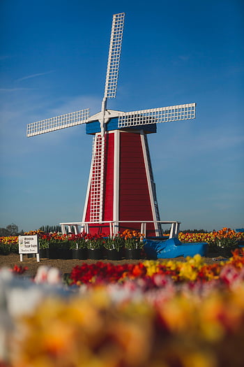 červený větrný mlýn, bílý větrný mlýn, Modrý větrný mlýn, Kvetoucí tulipány, jarní krajina, scénické krajiny, zářivé barvy, dřevěné boty tulipán farmy, venkovní scénu, barevné květy, pole větrný mlýn