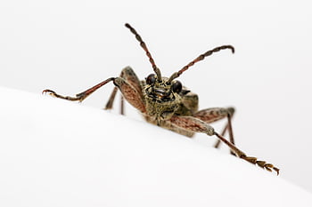 mustapisteinen pitkätorvakuoriainen, kuoriainen, hyönteinen, rhagium mordax, tuhoeläin, eläin, pieni, selkärangaton, niveljalkaisten, villieläimet, luonto